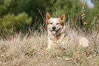 lying Australian Cattle Dog