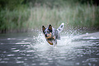 Australian Cattle Dog runs through the water