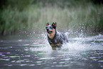 Australian Cattle Dog runs through the water