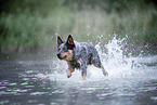 Australian Cattle Dog runs through the water