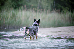 standing Australian Cattle Dog