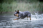 Australian Cattle Dog runs through the water