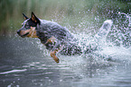 Australian Cattle Dog runs through the water