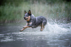 Australian Cattle Dog runs through the water