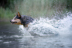 Australian Cattle Dog runs through the water