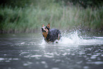 Australian Cattle Dog runs through the water