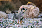 Australian Cattle Dog Puppy