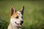 Australian Cattle Dog Portrait