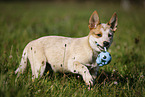 walking Australian Cattle Dog puppy