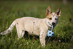 standing Australian Cattle Dog puppy