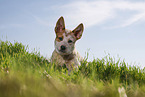 lying Australian Cattle Dog puppy