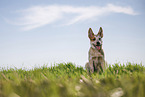 sitting Australian Cattle Dog puppy