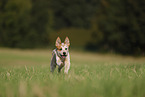 running Australian Cattle Dog puppy