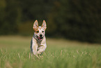 running Australian Cattle Dog puppy