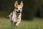 running Australian Cattle Dog puppy