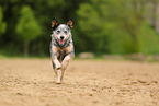 blue-speckled Australian Cattle Dog