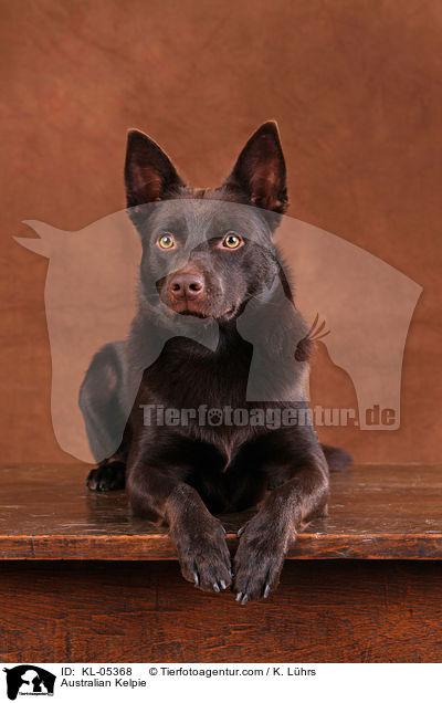 Australian Kelpie / Australian Kelpie / KL-05368