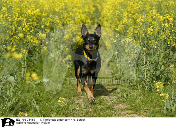 walking Australian Kelpie / NN-01483