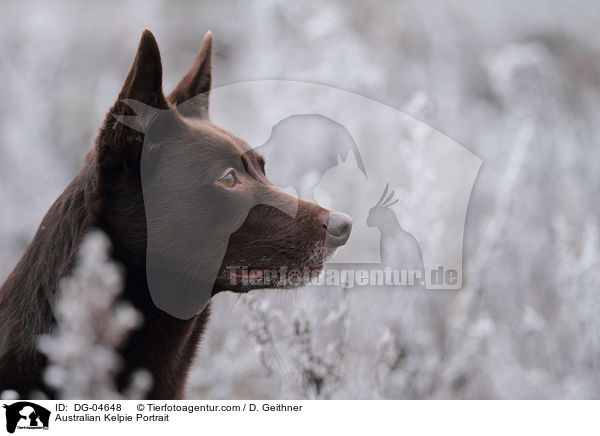 Australian Kelpie Portrait / Australian Kelpie Portrait / DG-04648