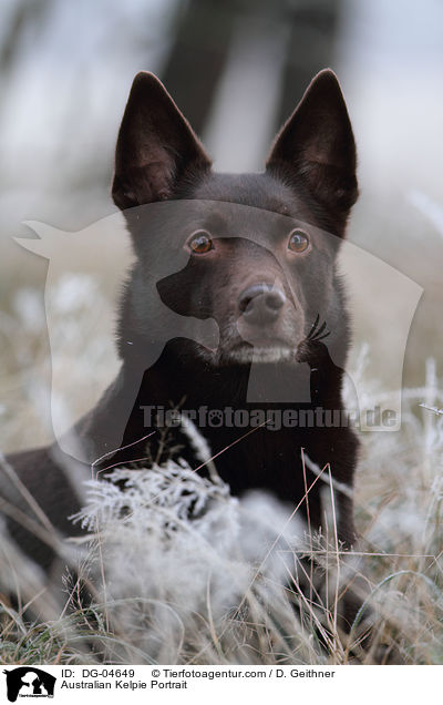 Australian Kelpie Portrait / DG-04649