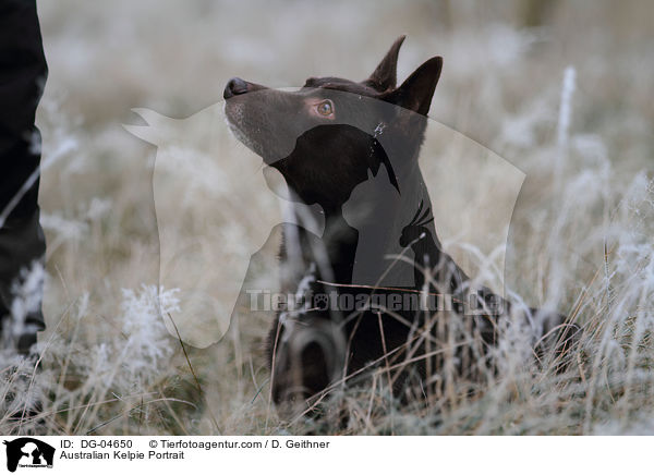 Australian Kelpie Portrait / DG-04650