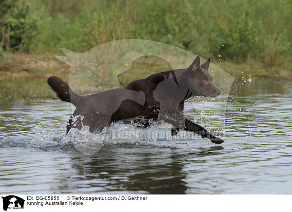 running Australian Kelpie / DG-05855