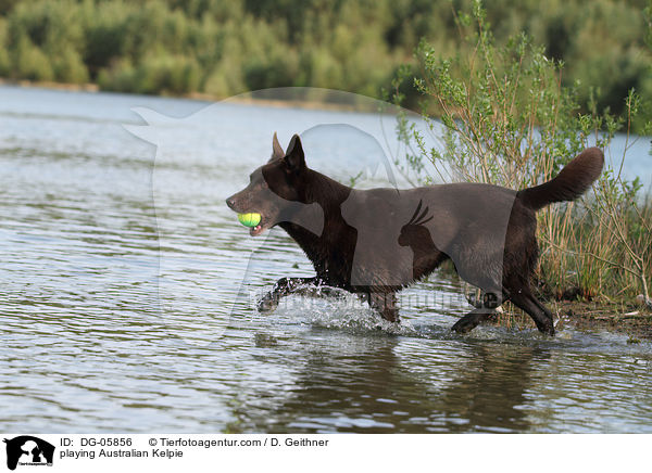 playing Australian Kelpie / DG-05856