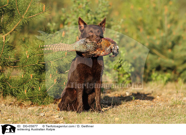 retrieving Australian Kelpie / DG-05877