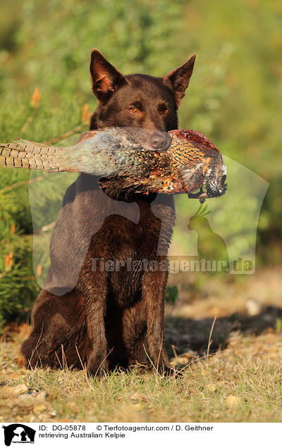 retrieving Australian Kelpie / DG-05878