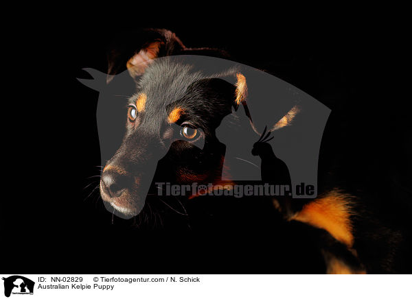 Australian Kelpie Puppy / NN-02829