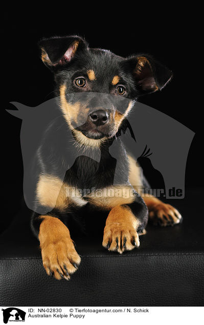 Australian Kelpie Puppy / NN-02830