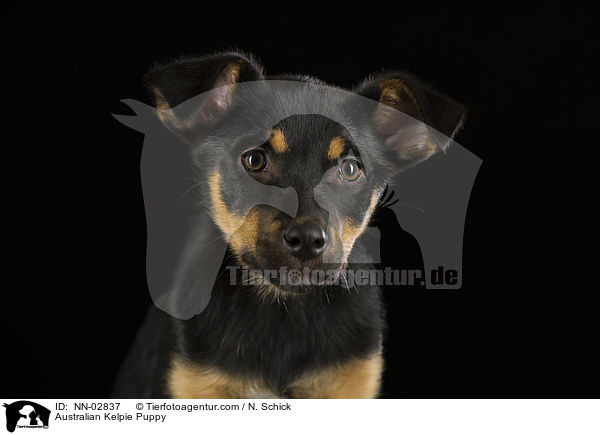 Australian Kelpie Puppy / NN-02837