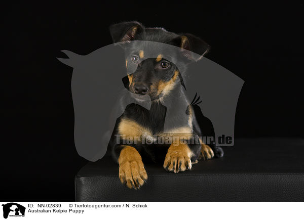 Australian Kelpie Puppy / NN-02839