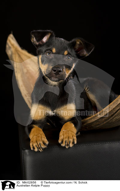 Australian Kelpie Welpe / Australian Kelpie Puppy / NN-02856