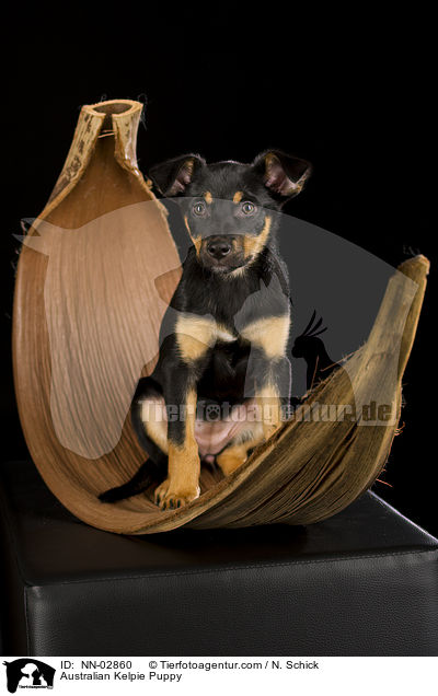 Australian Kelpie Welpe / Australian Kelpie Puppy / NN-02860