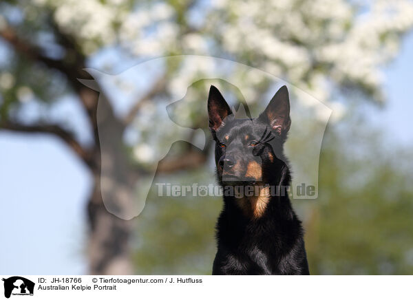 Australian Kelpie Portrait / JH-18766