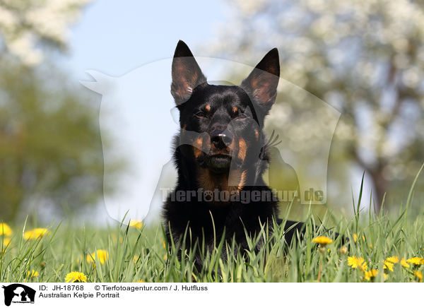 Australian Kelpie Portrait / JH-18768