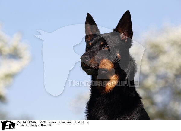 Australian Kelpie Portrait / JH-18769