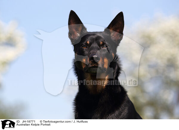 Australian Kelpie Portrait / JH-18771