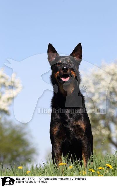 sitting Australian Kelpie / JH-18773