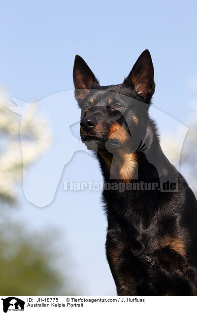 Australian Kelpie Portrait / JH-18775