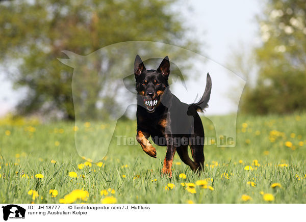 running Australian Kelpie / JH-18777