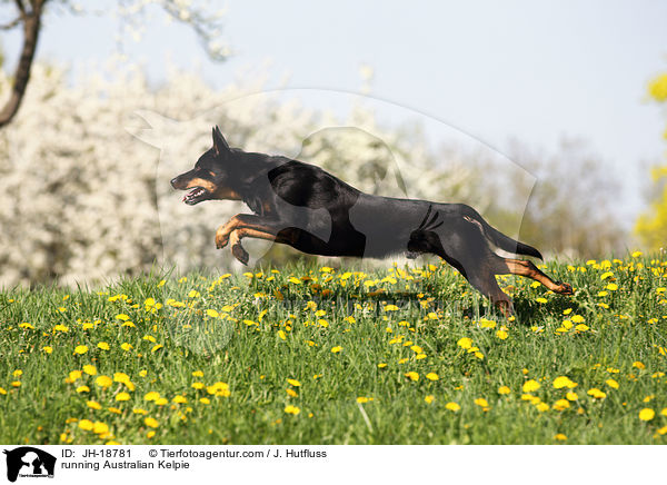 running Australian Kelpie / JH-18781