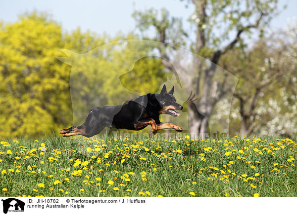 running Australian Kelpie / JH-18782