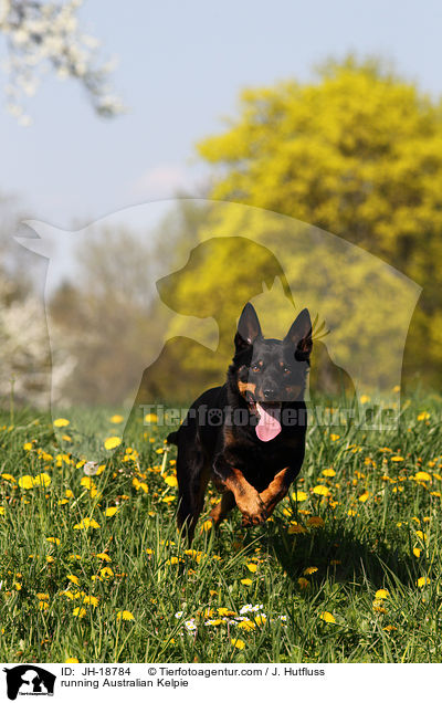 running Australian Kelpie / JH-18784