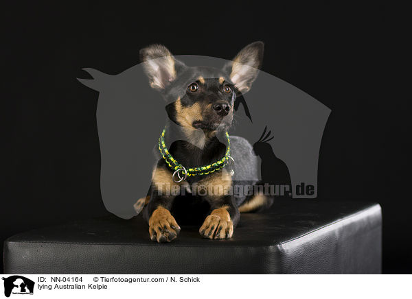 liegender Australian Kelpie / lying Australian Kelpie / NN-04164