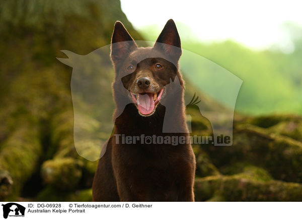 Australian Kelpie Portrait / Australian Kelpie Portrait / DG-06928