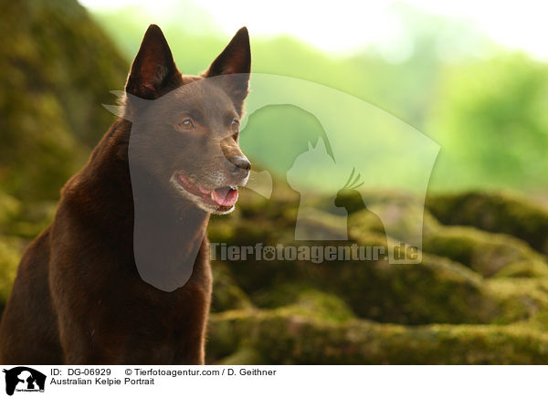 Australian Kelpie Portrait / Australian Kelpie Portrait / DG-06929