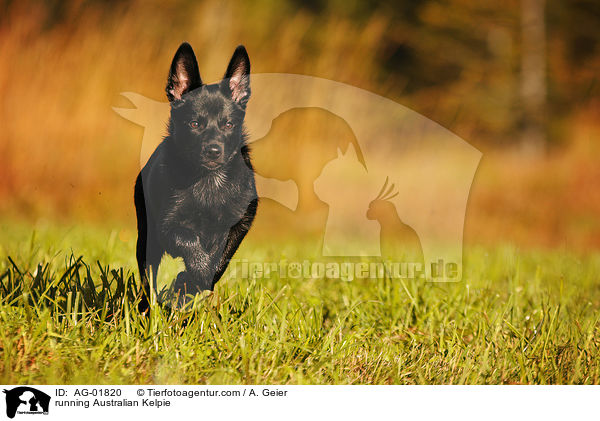 running Australian Kelpie / AG-01820