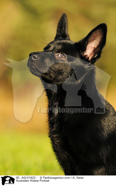 Australian Kelpie Portrait / AG-01823